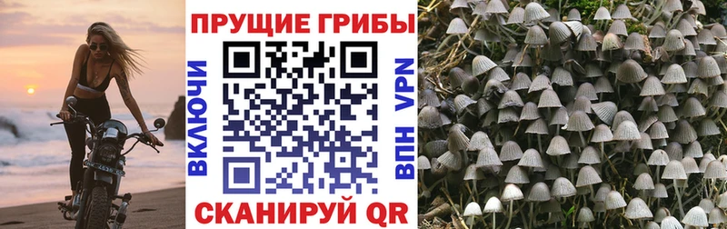 KRAKEN как зайти Киров Псилоцибиновые грибы Magic Shrooms